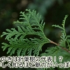 ひのきはヒノキ属針葉樹の日本代表！魅力だらけのヒノキ針葉樹を徹底研究
