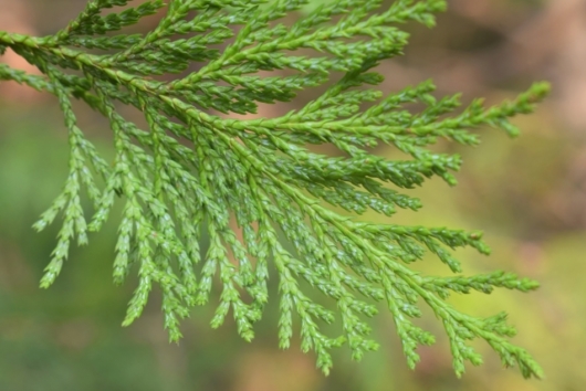 ヒノキは庭木になるの？庭木としてのヒノキを徹底調査！ Ⅾiyを楽しめる多種な木材