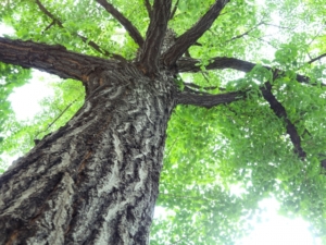 銀杏の木材ってどんな木？種類・特徴・使われる用途・経年変化を総